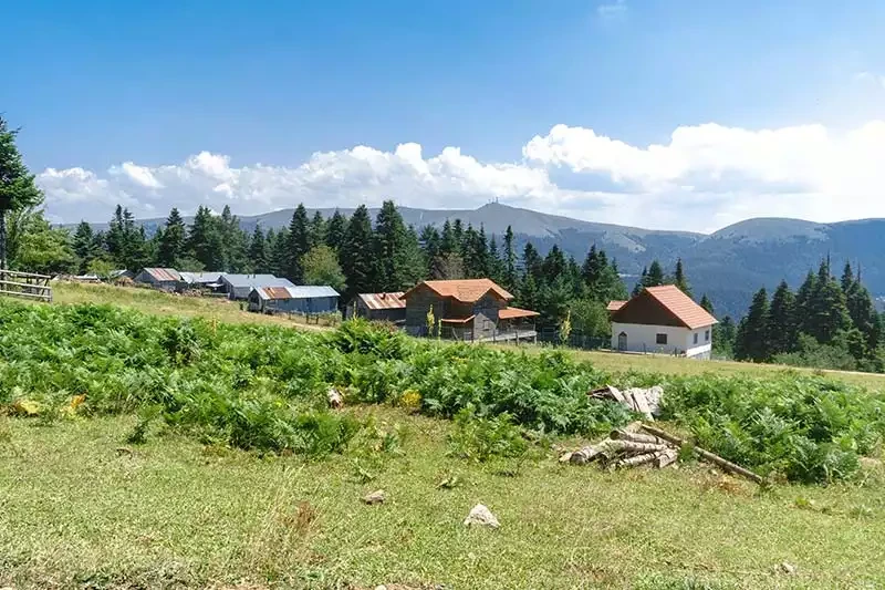 Sakarca Yaylası: Bolu'da Doğa Severler için Mükemmel Bir Kaçış