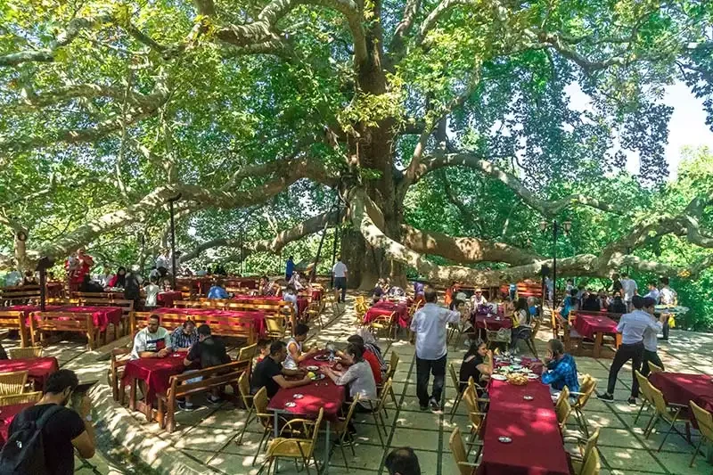 İnkaya Köyü ve 600 Yıllık Tarihi Çınar