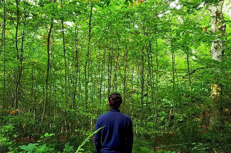 Kuzuyayla Tabiat Parkı Kamp Alanı: Kartepe'de Çadır İçin İpuçları