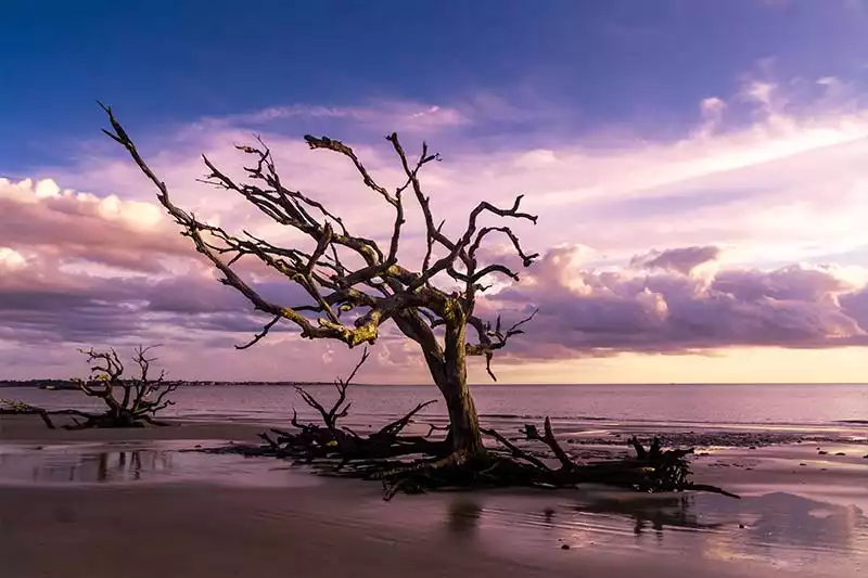 Jekyll Island, Georgia: Explore Driftwood Beach and Campgrounds