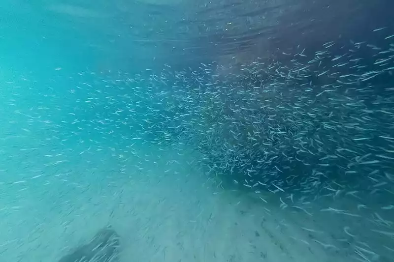 dry tortugas national park fish