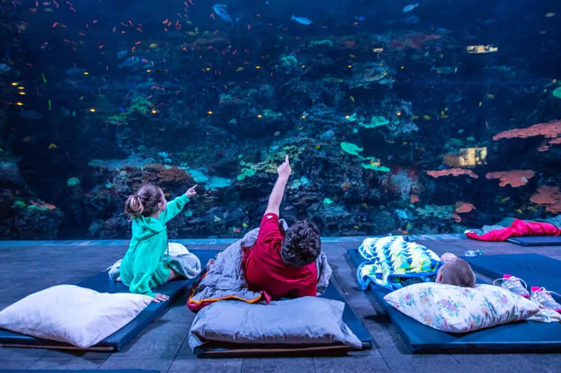 Georgia Aquarium Sleepover