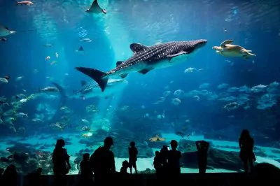 Georgia Aquarium in Atlanta: A Deep Dive Into Biggest in US