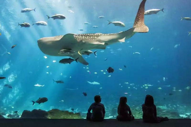 Georgia Atlanta Aquarium Swimming Sharks