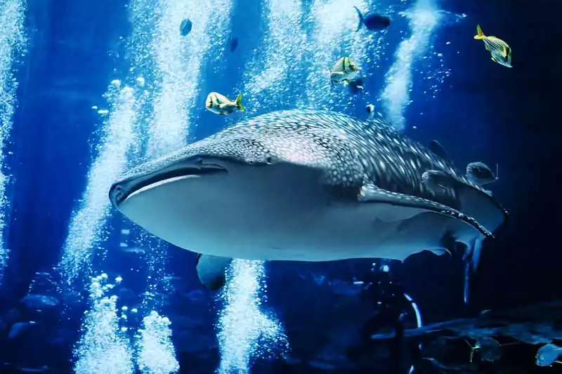 Georgia Atlanta Aquarium Whale Shark With Divers