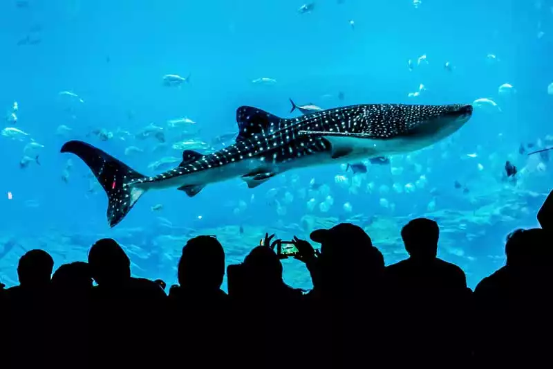 Georgia Atlanta Aquarium Whale Shark