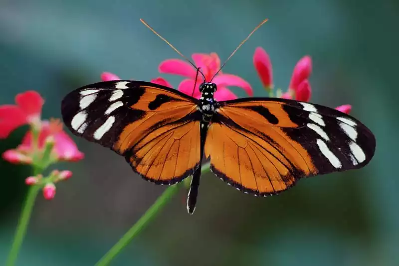 Key West Butterfly Conservatory: A Tropical Wonderland