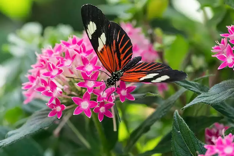 Key West Buterfly Nature Conservatory Key West