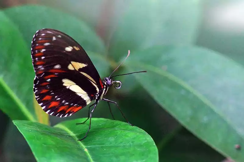 Key West Buterfly Nature Conservatory Things To Do