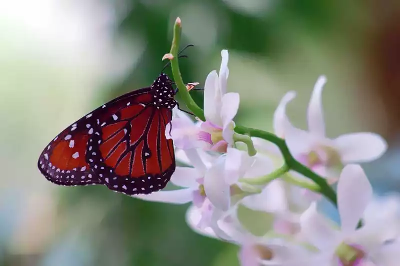 Key West Buterfly Nature Conservatory Visiting